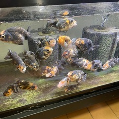 江戸錦（中国産）ランダム10匹　動画有りの画像