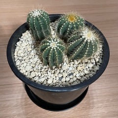 サボテン寄せ植えの画像