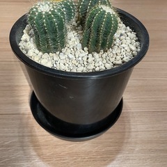 サボテン寄せ植えの画像