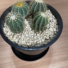 サボテン寄せ植えの画像