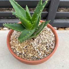 アロエ　不夜城の画像