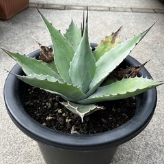 アガベ オバティフォリア  中株サイズの画像