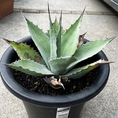 アガベ オバティフォリア  中株サイズの画像