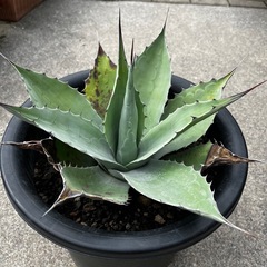 アガベ オバティフォリア  中株サイズの画像