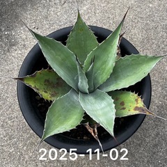 アガベ オバティフォリア  中株サイズの画像