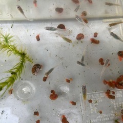 メダカ　ラメ入り　５匹セット　ラムズホーン５匹プレゼント付きの画像