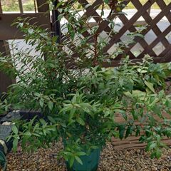 ギンバイカ(マートル)の苗木の画像