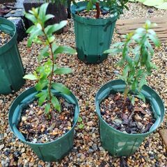 ギンバイカ(マートル)の苗木の画像