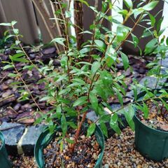 ギンバイカ(マートル)の苗木の画像