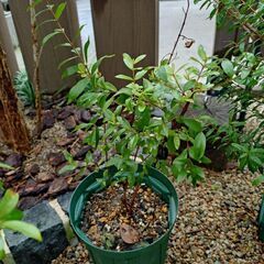 ギンバイカ(マートル)の苗木の画像