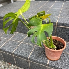 モンステラ　挿し木の画像