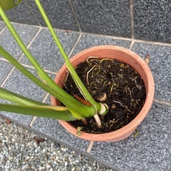 モンステラ　挿し木の画像