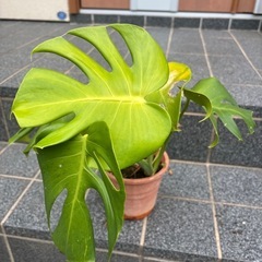 モンステラ　挿し木の画像