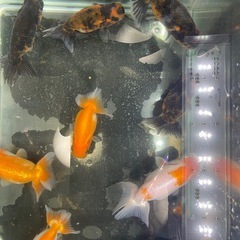 10匹セット　らんちゅう（動画有り）の画像