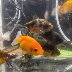 10匹セット　らんちゅう（動画有り）の画像