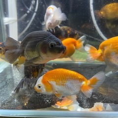 10匹セット　らんちゅう（動画有り）の画像