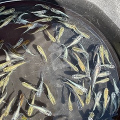 ラメミックス40匹　　④の画像