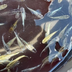 ラメミックス40匹　　④の画像