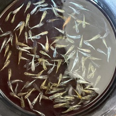 ラメミックス40匹　　④の画像