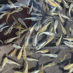 ラメミックス40匹　　④の画像