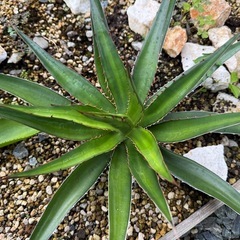 アガベ ガルシアメンドーサの画像