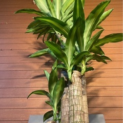 ドラセナマッサン(幸福の木)お取引中の画像