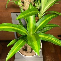 ドラセナマッサン(幸福の木)お取引中の画像