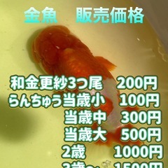 らんちゅう、ミックスメダカ
格安でお譲りしますの画像