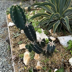 鬼面角 ブランチの画像