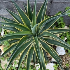 アガベ ベネズエラ 大株の画像