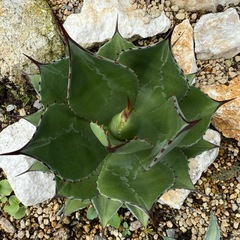 アガベ サロモ二ーの画像