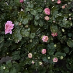ポンポン咲く　マム　ピンク　菊　マーガレットの画像