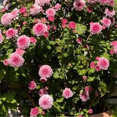 ポンポン咲く　マム　ピンク　菊　マーガレットの画像