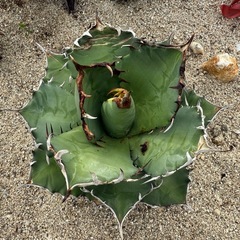 アガベ 覇王龍の画像