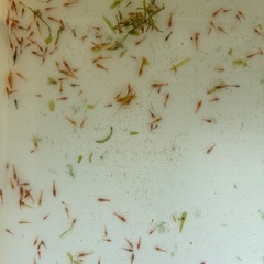 🉐規格外　🉐レッドチェリーシュリンプ　オレンジ系の赤の画像