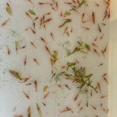 🉐規格外　🉐レッドチェリーシュリンプ　オレンジ系の赤の画像