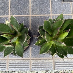 アガベ ホリダ 大きめサイズ 2株の画像