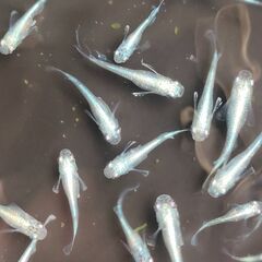 【めだか】ミックス　稚魚～幼魚おまけ込み25匹セット、今年産まれの画像