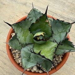 アガベ ブラックアンドブルーの画像