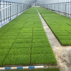 つぶすけ　新米　生活応援価格　玄米30キロ　精米可能の画像