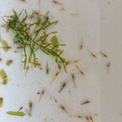 規格外50匹　色薄い　レッドチェリーシュリンプ　の画像