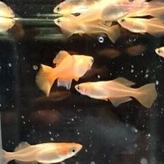 【めだか】ミックス　稚魚～幼魚おまけ込み25匹セット、今年産まれの画像