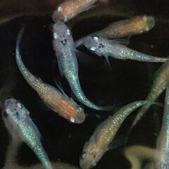 【めだか】ミックス　稚魚～幼魚おまけ込み25匹セット、今年産まれの画像