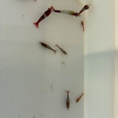 🉐レッドチェリーシュリンプ　改良版　色中抜きの画像