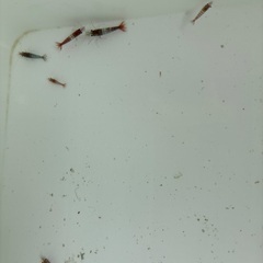 🉐レッドチェリーシュリンプ　改良版　色中抜きの画像