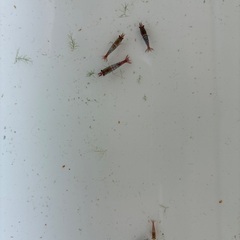 🉐レッドチェリーシュリンプ　改良版　色中抜きの画像