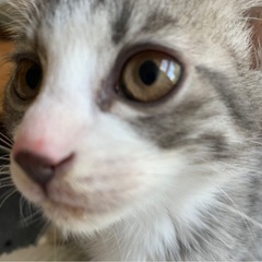 生後7週　パステルサバ🐟トラです