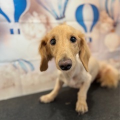 ミニチュアダックス