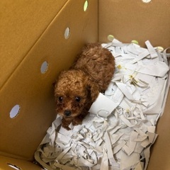 トイプードル子犬