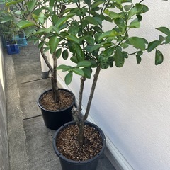 取引き決まりました。かーぶちーとシークヮーサー の画像